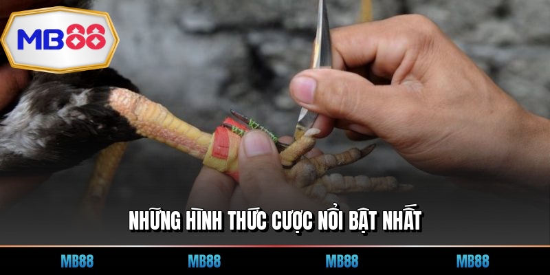 Những hình thức cược nổi bật nhất