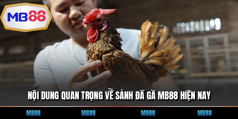 Nội dung quan trọng về sảnh đá gà MB88 hiện nay