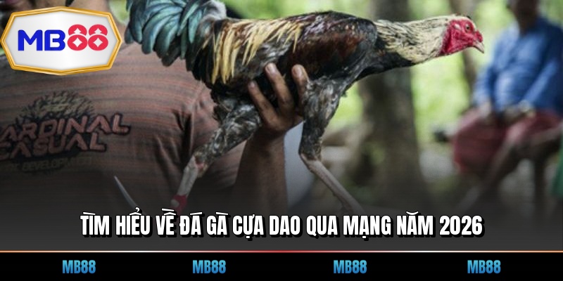 Tìm hiểu về đá gà cựa dao qua mạng năm 2026